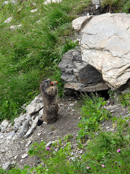 Murmeltier beim Fressen