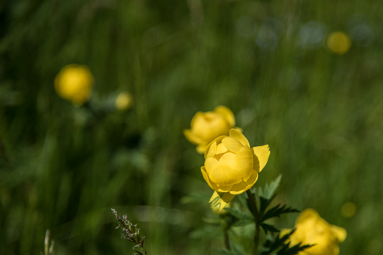 Trollblume