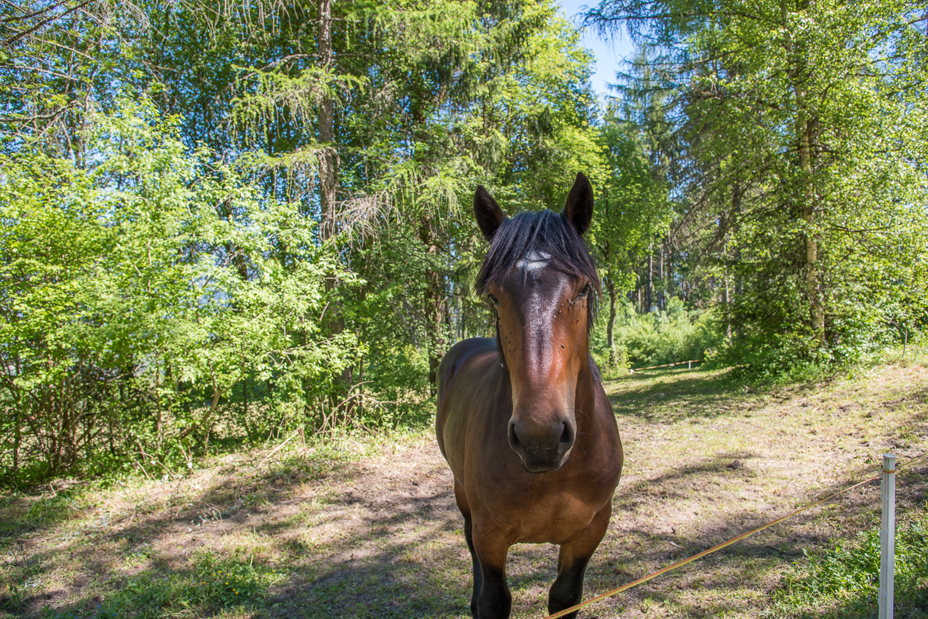 Neugieriges Pferd