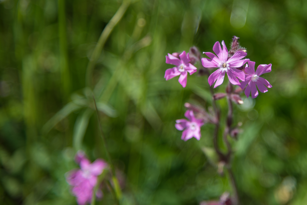 Blume ohne Pfau