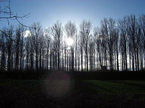 Rheinauenlandschaft