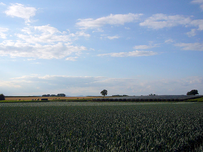 Pfälzer Landschaft