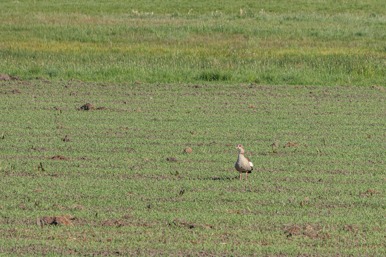 Nilgans auf dem Feld