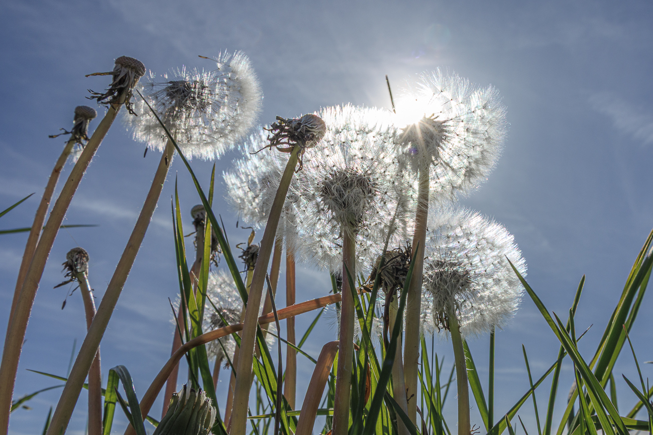 Sonne hinter L&ouml;wenzahn