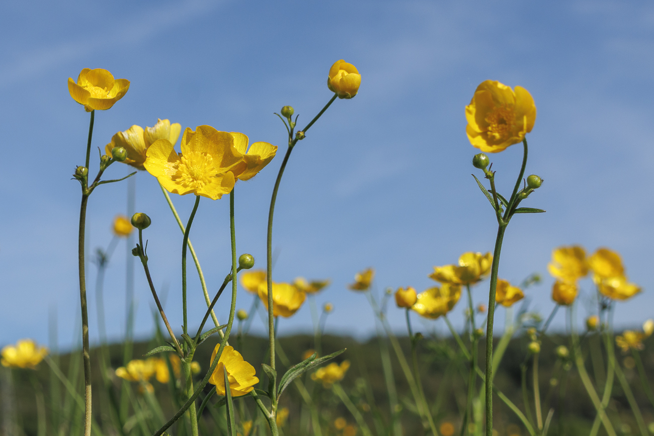 Scharfer Hahnenfu&szlig; [Ranunculus acris]