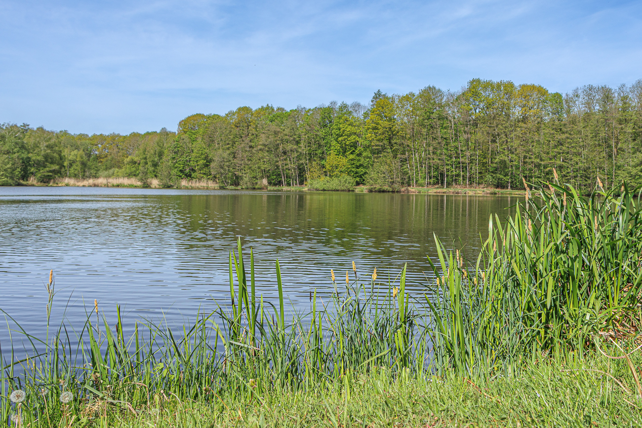 Am Motschweiher bei Waldmohr