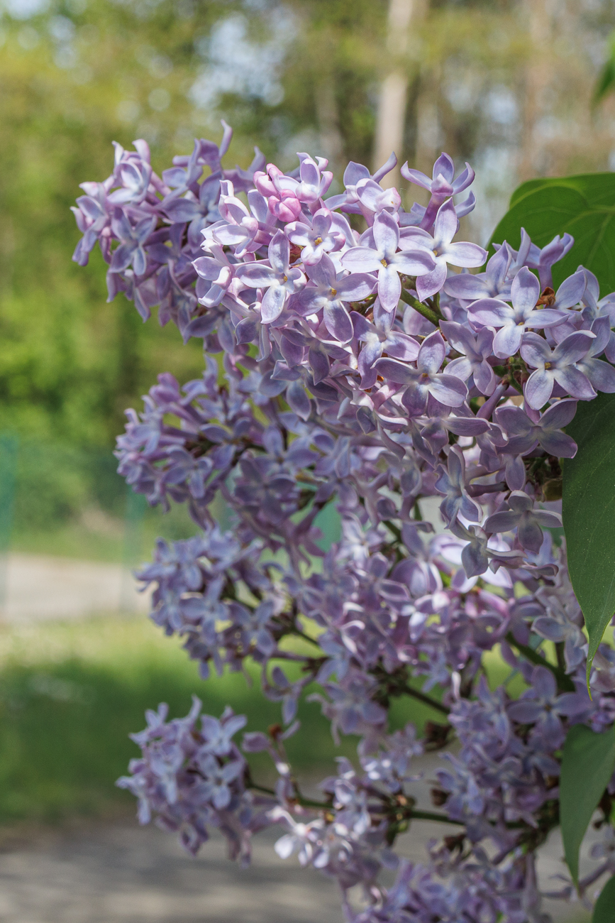 Gew&ouml;hnlicher Flieder [Syringa vulgaris]