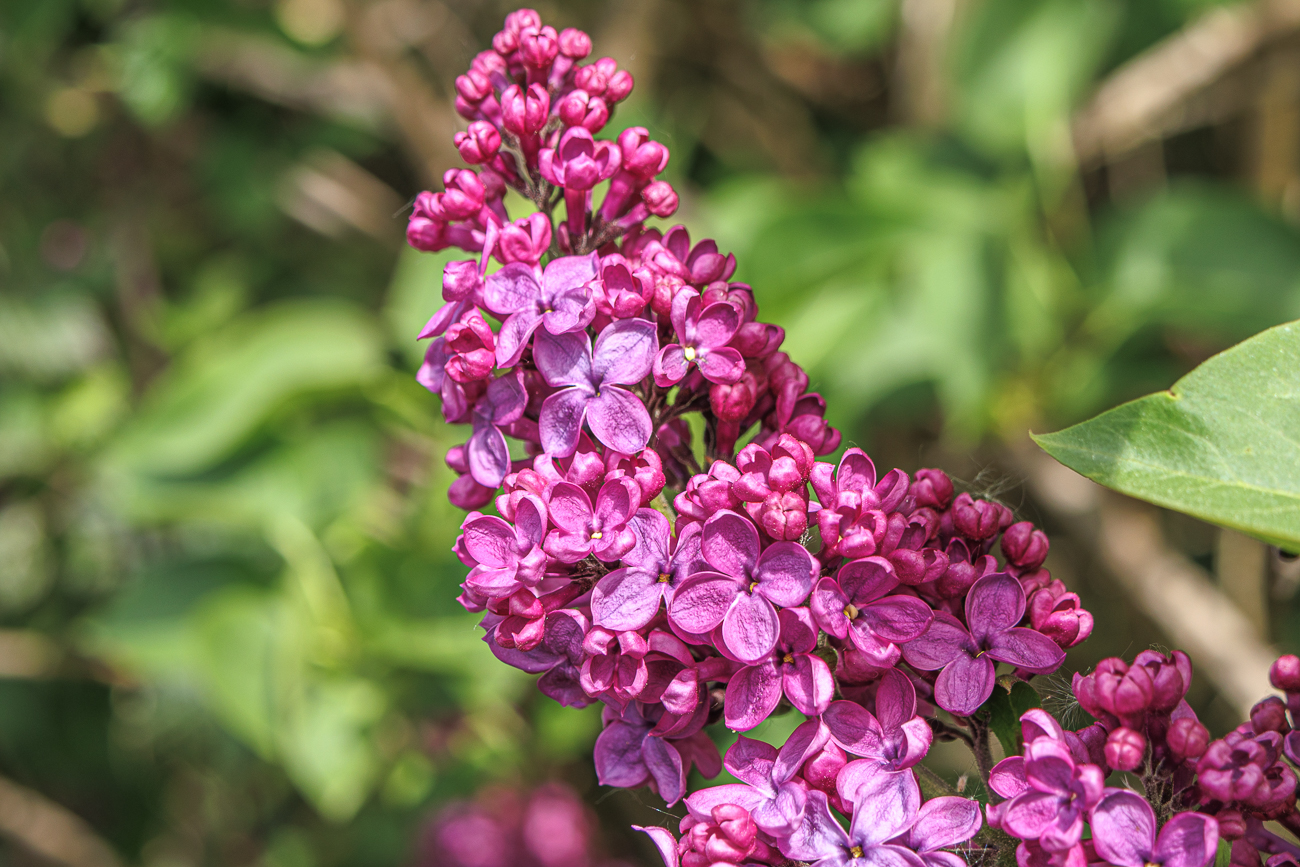Gew&ouml;hnlicher Flieder [Syringa vulgaris]