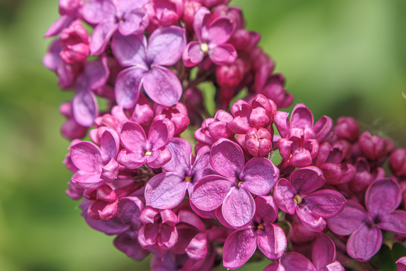 Gew&ouml;hnlicher Flieder [Syringa vulgaris]