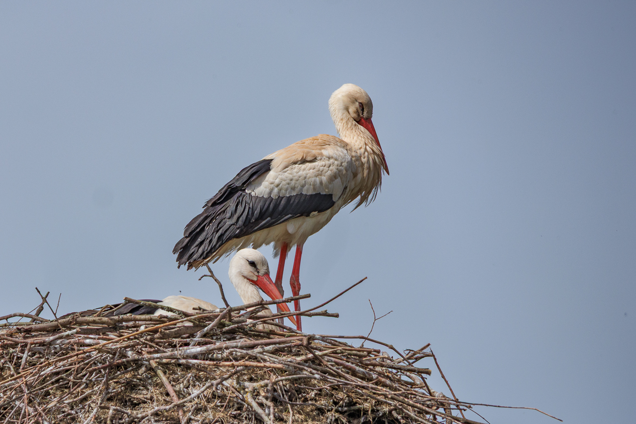 Storchennest bei der Voliere in Theisbergstegen