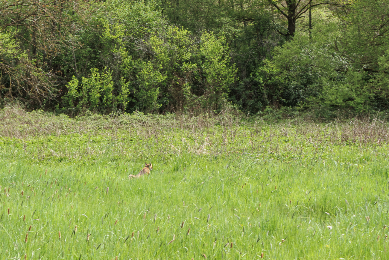 Ein Fuchs im hohen Gras