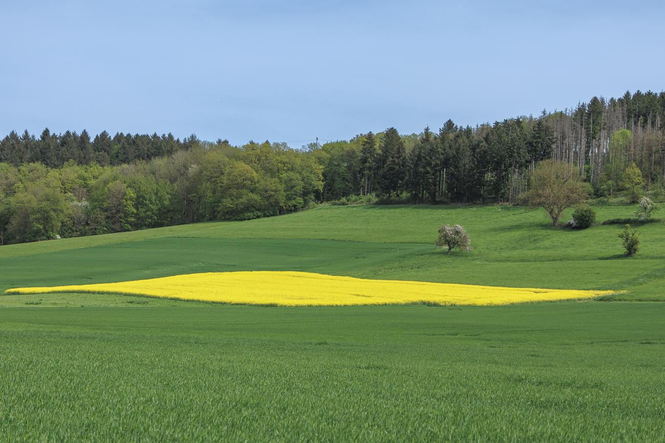 Raps inmitten von Gr&uuml;n