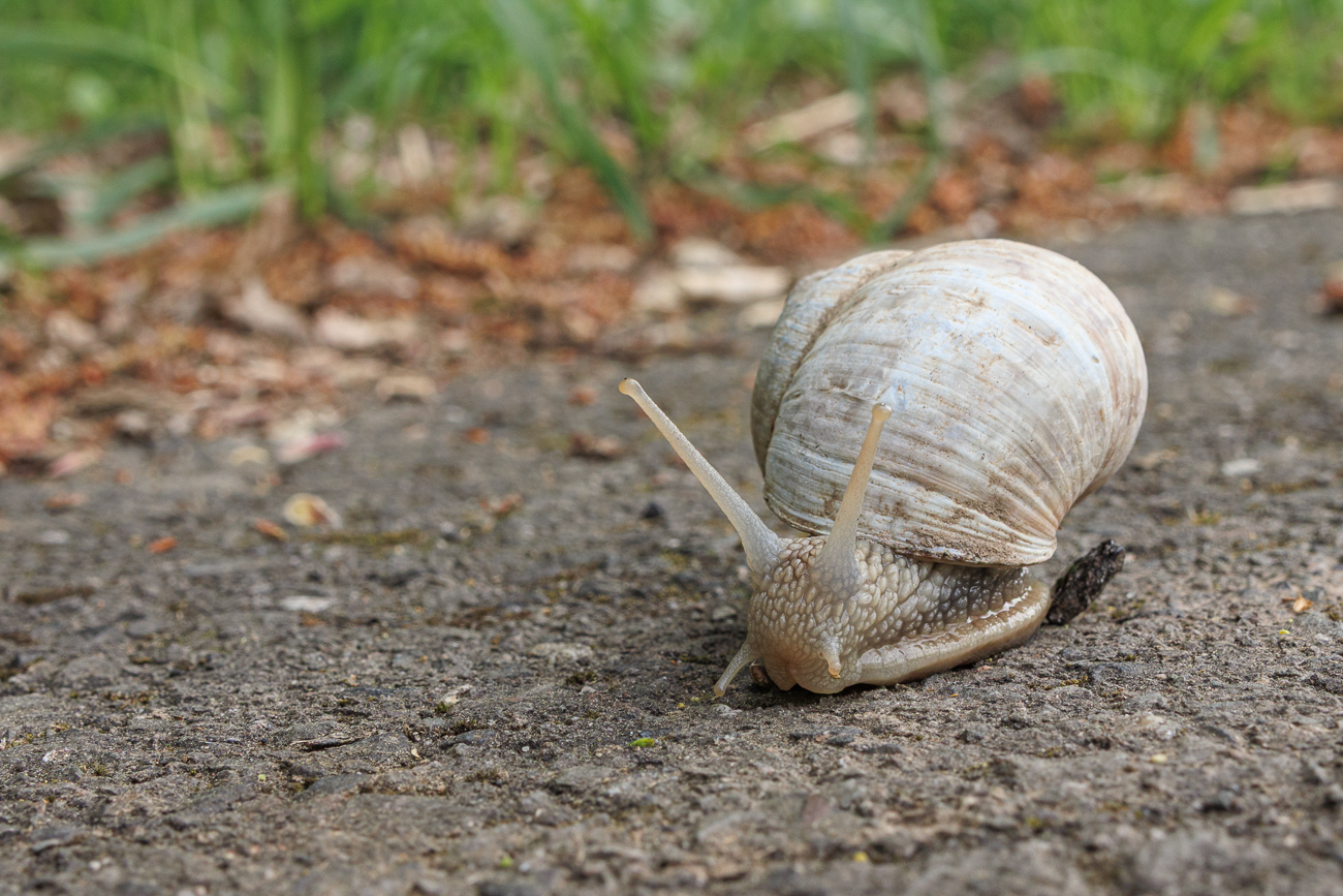Die Schnecke wollte mich &uuml;berholen ;-)