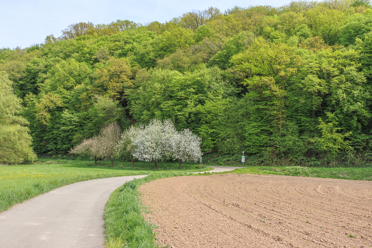 Bl&uuml;hende B&auml;ume