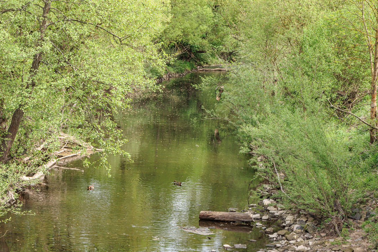 Nilg&auml;nse auf dem Glan