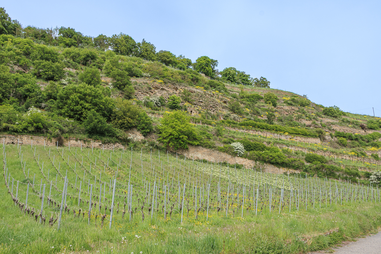 Weinberge am Radweg