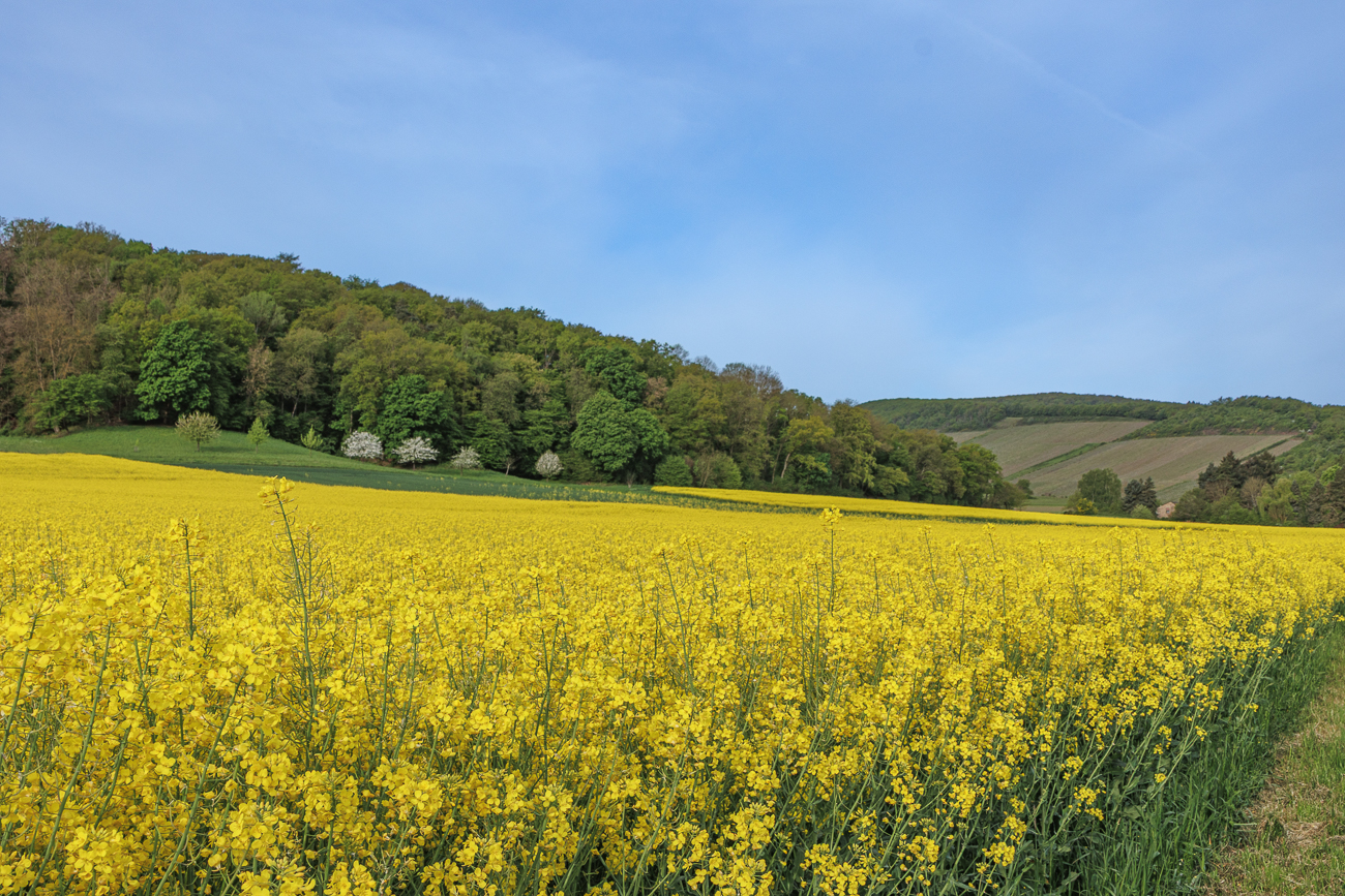 Viel Raps in der H&uuml;gellandschaft