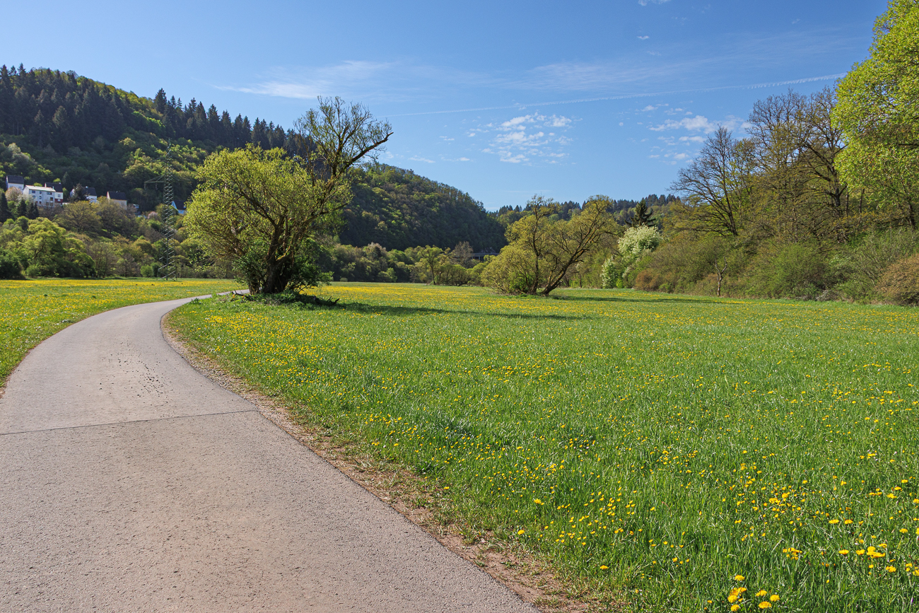 L&ouml;wenzahnwiese am Radweg
