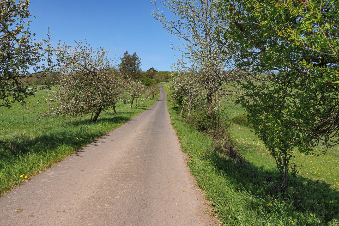 Obstbaum-Allee ...