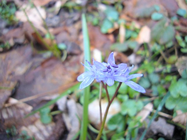Zweiblättriger Blaustern, Skilla Bifolia