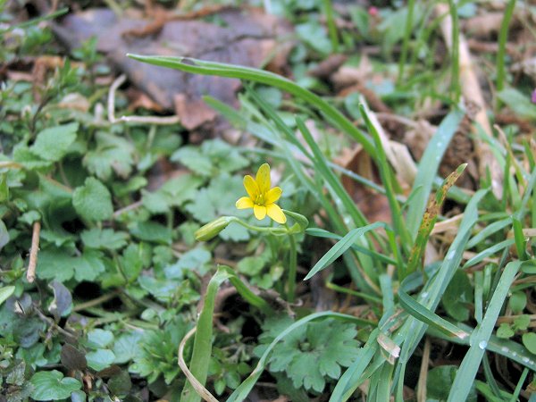 Wald-Goldstern, Gagea Lutea