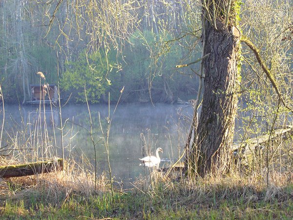 Schwan in einem Altrheinarm