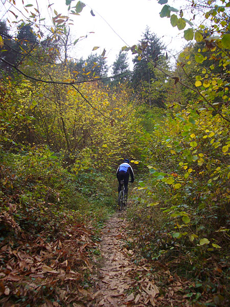 Weiter durch den Wald