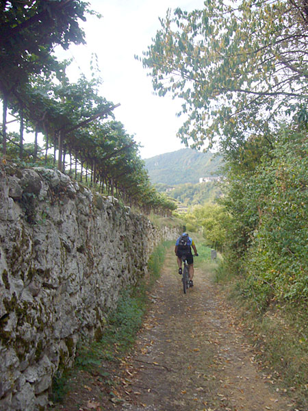 Weiter durch die Weinberge