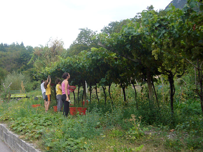 Familie bei der Weinernte