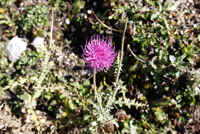 Distelblüte