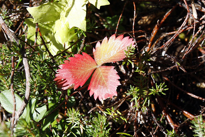 Herbstblatt