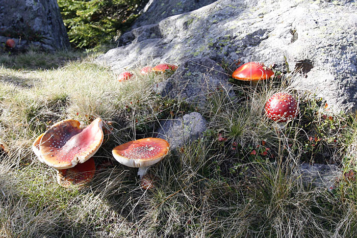 Fliegenpilze
