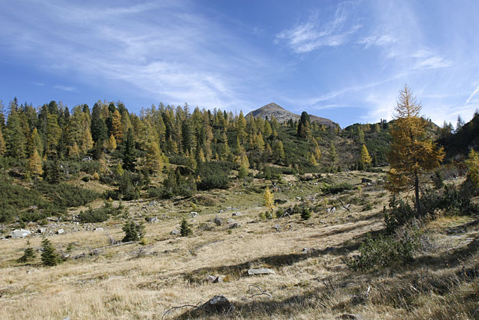 Sumpfige Landschaft