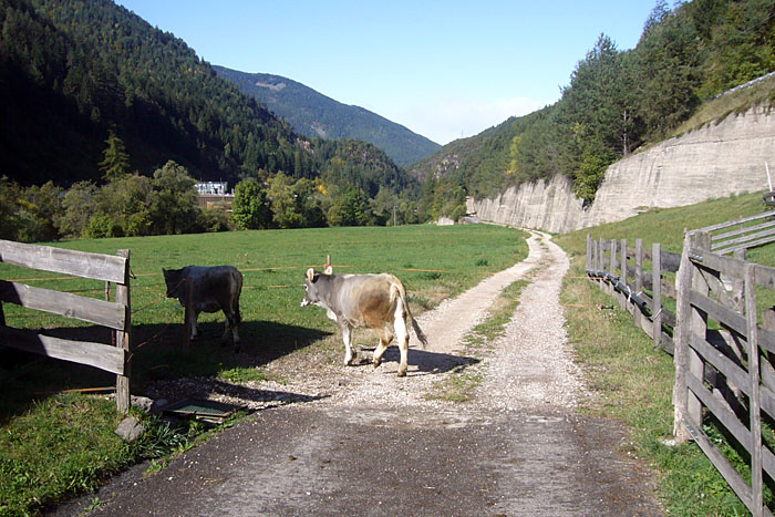 Zum Glück haben die Rindviecher mehr Angst als wir ;-)