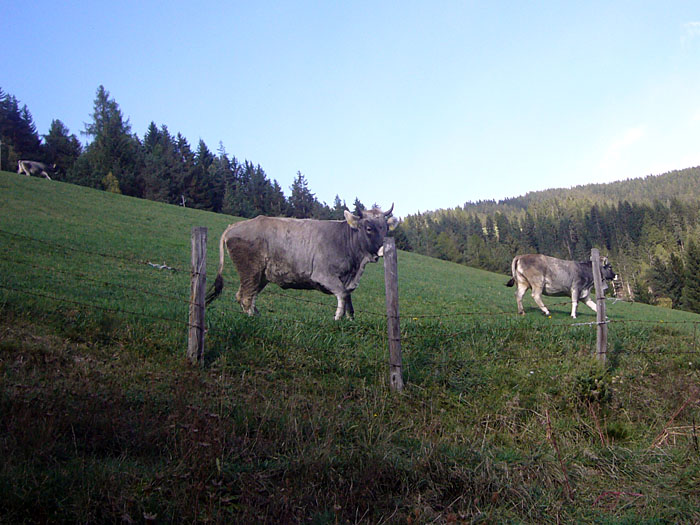 ... galoppieren die Kühe neben uns her