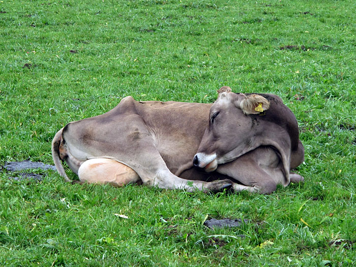 Durch Yoga wird die Milch sicher besser ;-)