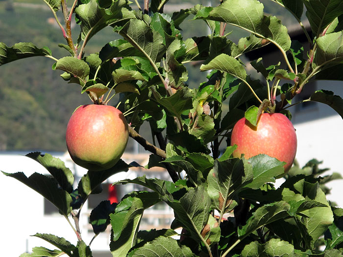 Leckere Fr&uuml;chte