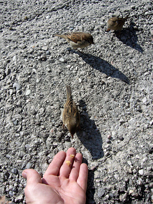 ... fressen mir aus der Hand