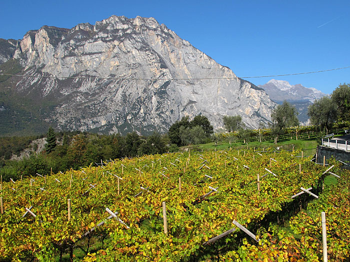 Das Weinlaub ist herbstlich bunt