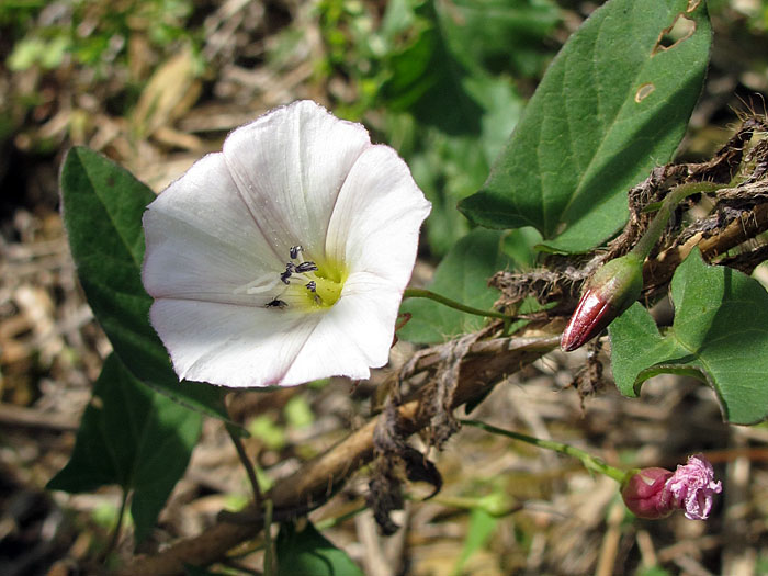 Gewöhnliche Zaunwinde (Calytegia sepium)