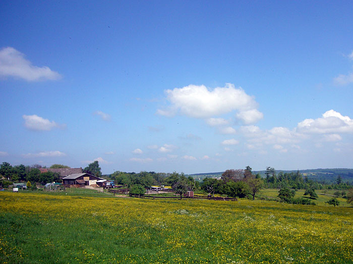 Blühende Wiesen