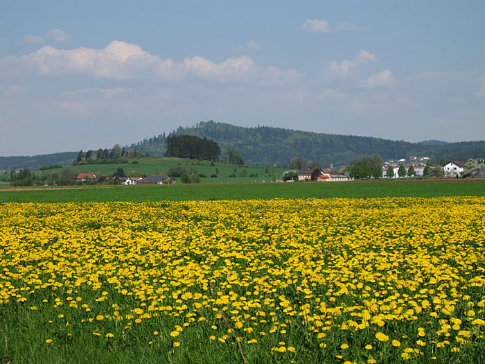 Blumenübersäte Wiesen säumen unseren Weg