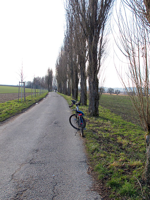 Die Allee zwischen Thomas- und Batzenhof, diesmal ohne Schnee