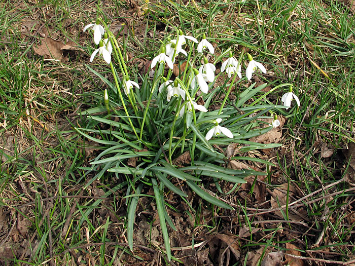 Märzenbecher sprießen überall am Wegesrand