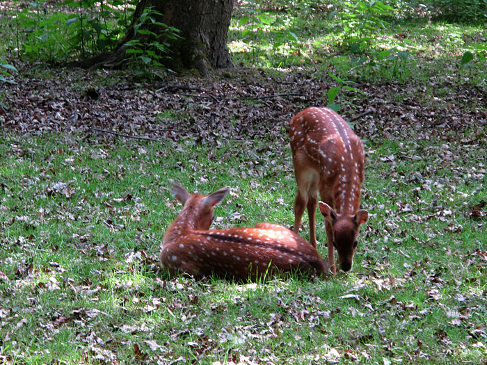 Bambis im Wald