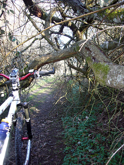 Dieser Trail wurde von einem umgestrzten Baum versperrt