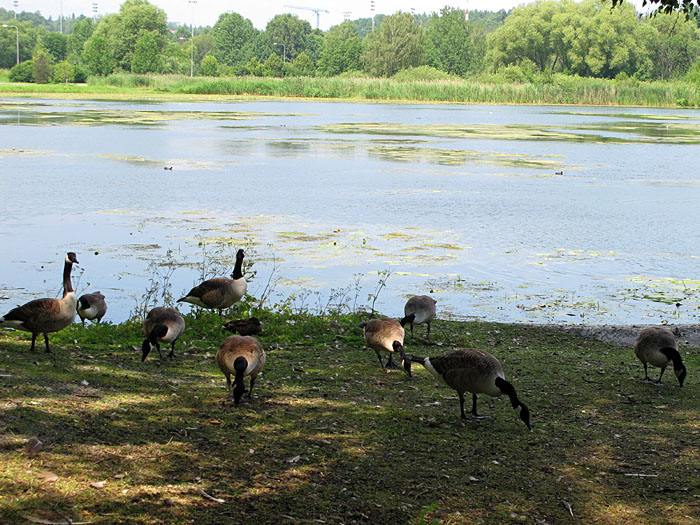 Gänse gibt es haufenweise, fast eine Plage