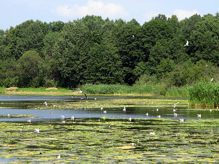 Wasservögel am Rstasjönsee