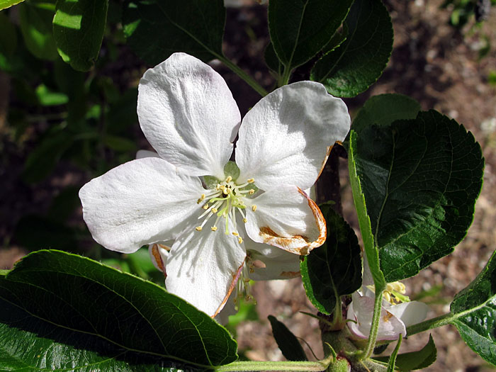 Apfelblüte