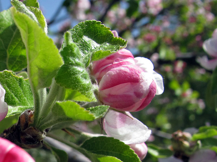Hier oben sind noch nicht alle Apfelblüten geöffnet